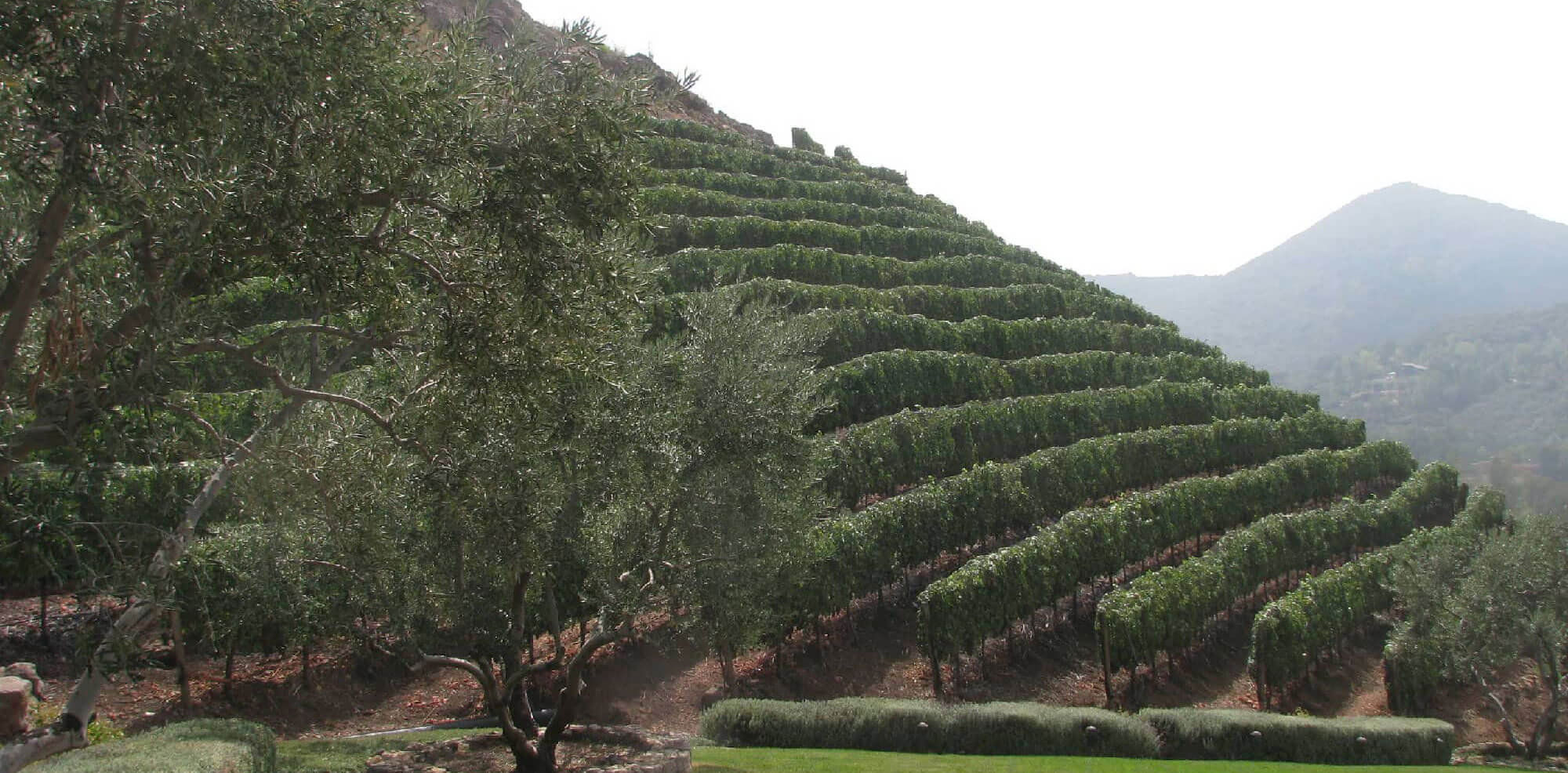 Vineyard Installation in Beverly Hills, Bel Air & Westwood, CA