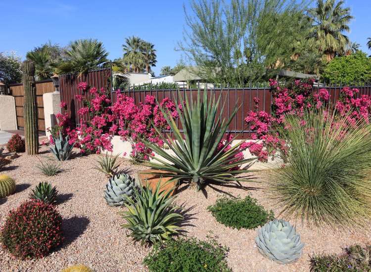 Drought-Tolerant Garden Design in Beverly Hills, CA