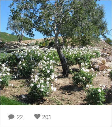 Instagram Layout of a trees and flowers