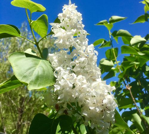 Tree Planting Services in Beverly Hills, CA