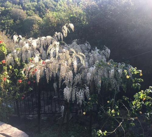 Lawn Aeration Service in Beverly Hills, CA