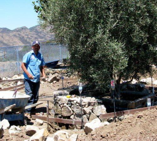 Landscaper in Beverly Hills