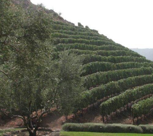 Vineyard installation services in Beverly Hills, CA