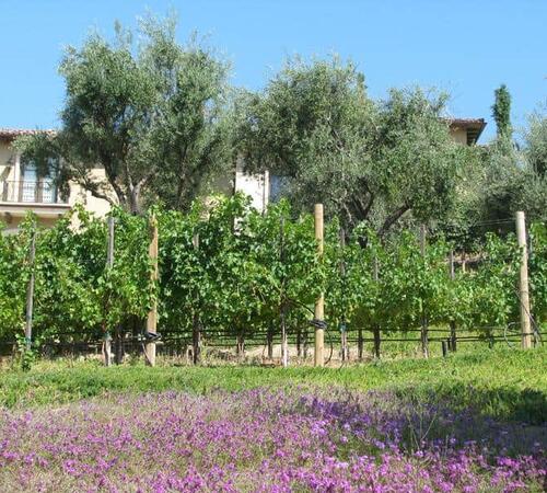 Vineyard Trellis in Beverly Hills