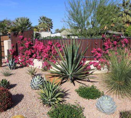 Desert garden with various succulents and cacti arranged on gravel in front of a wooden fence