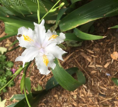 Colorful floribunda flowers thriving in Beverly Hills gardens