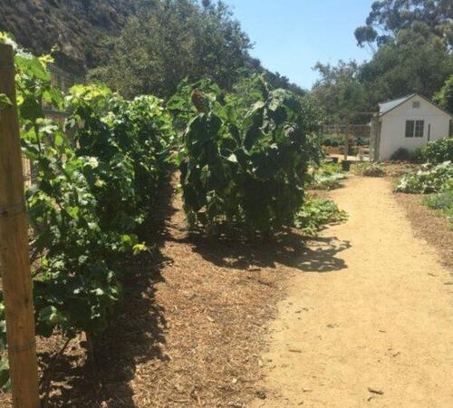 Landscape Design Services in Beverly Hills, Westwood & More