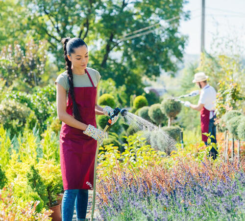 Tree Planting & Landscaping in Beverly Hills, CA