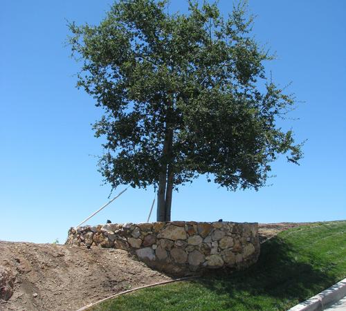 Landscape Installation For Residences in Beverly Hills, CA