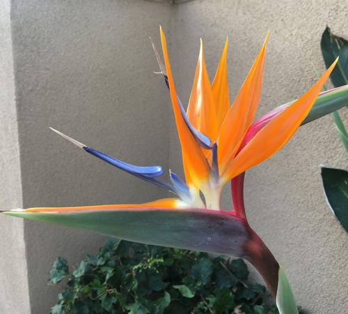 Bird of paradise flowerin Beverly Hills