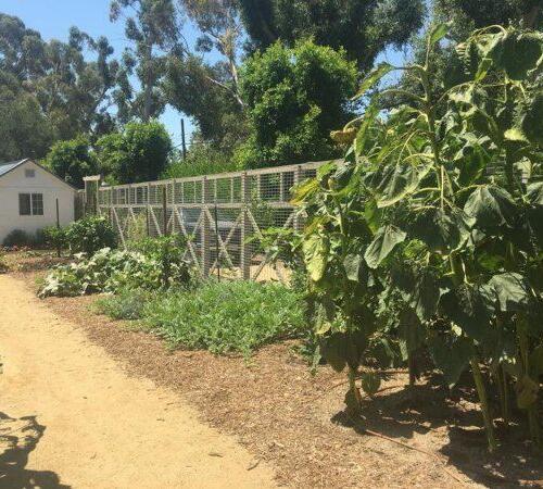 Landscape Design Services in Beverly Hills, Westwood & More