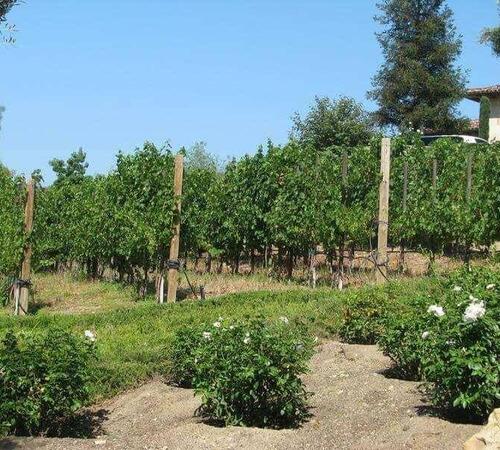 Vineyards Landscape by Landscapes by Jeffery, Inc.