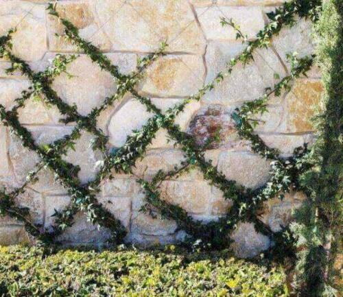 Backyard landscape design