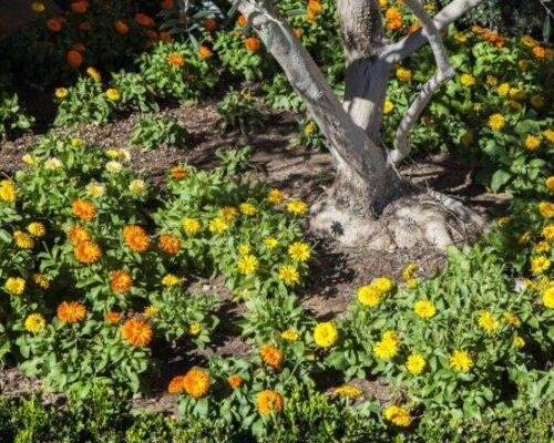 Custom Irrigation Systems in Beverly Hills, CA