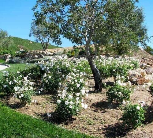 Landscape irrigation