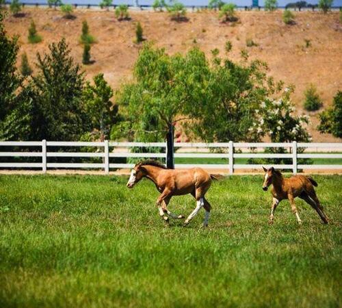 Top Tier Landscape Design in Beverly Hills, CA