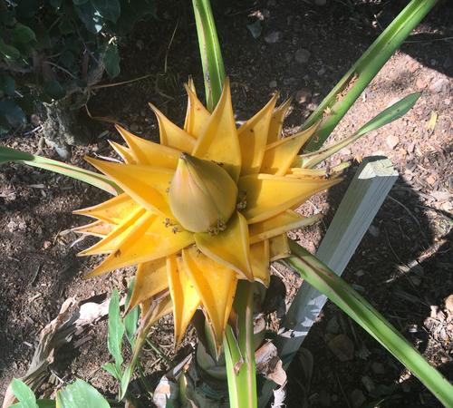Vibrant bird of paradise flower in full bloom in Beverly Hills