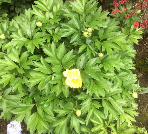 Landscape Design Services in Beverly Hills, Westwood & More