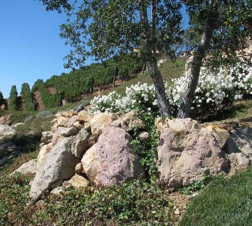 Vineyards Landscape by Landscapes by Jeffery, Inc.