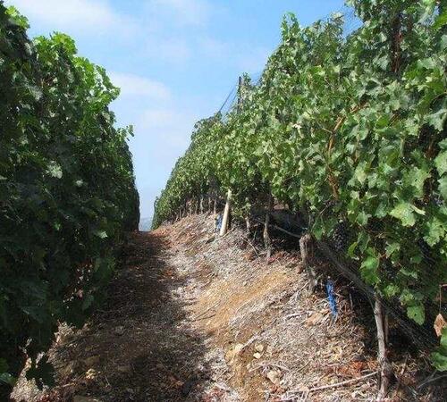Vineyards Landscape by Landscapes by Jeffery, Inc.