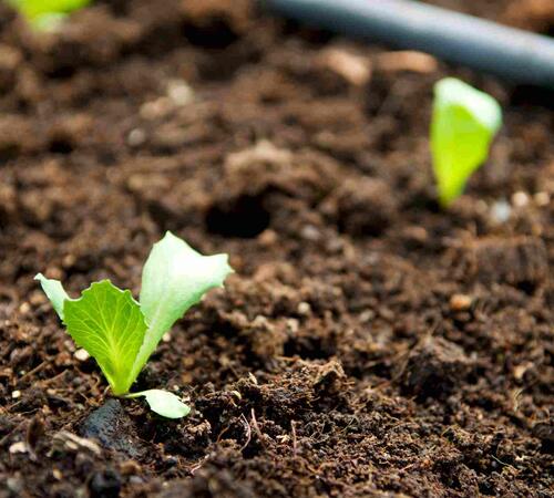 Lawn Aeration in Beverly Hills, Bel Air & Westwood, CA