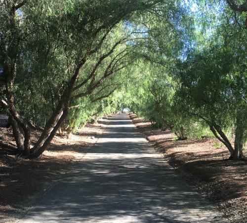 Landscape Design Services in Beverly Hills, Westwood & More