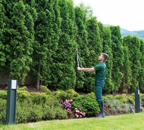 Gardening Services in Beverly Hills, Bel Air, & Westwood, CA