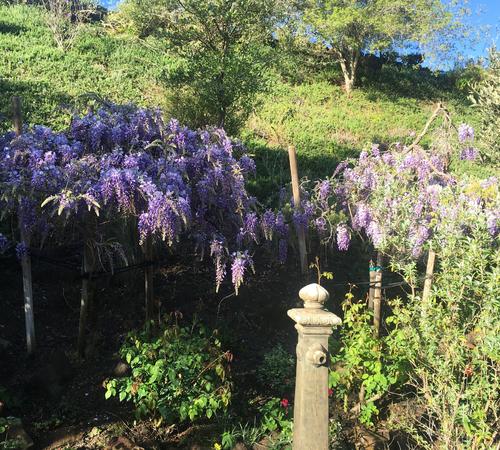Wisteria Plants