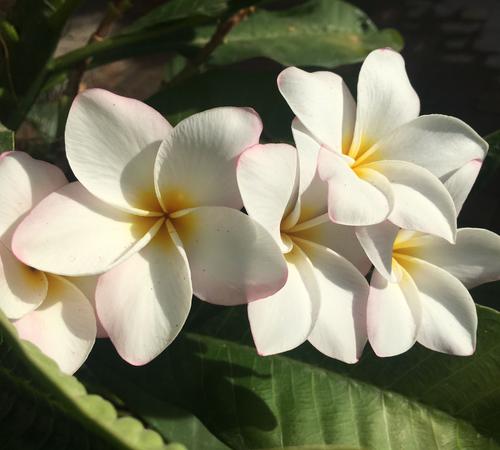 Professional Gardening Services in Beverly Hills, CA