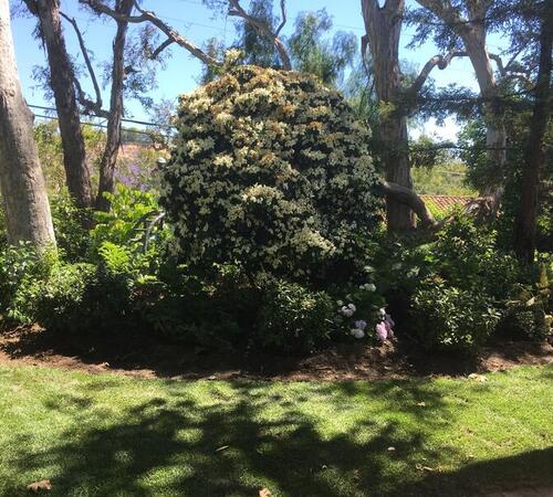 Stunning Landscape in Beverly Hills, CA