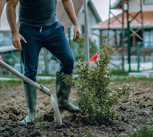 Tree Planting Services in Beverly Hills, CA