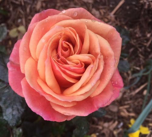 Landscape Design Services in Beverly Hills, Westwood & More