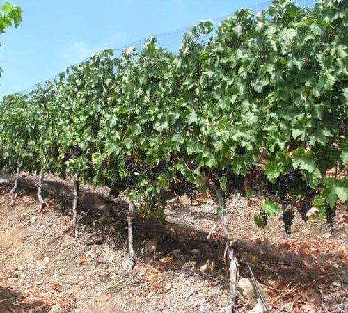 Vineyard Trellis