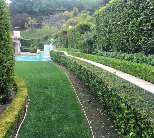 Professional Landscape Maintenance in Beverly Hills, CA