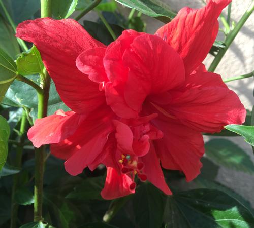 Planting Services in Beverly Hills, CA